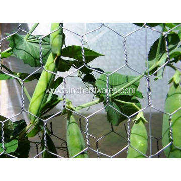 Chicken Wire Mesh Hexagonal Galvanised Netting Roll